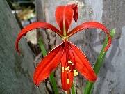 Sprekelia formosissima or Jacobean Lily